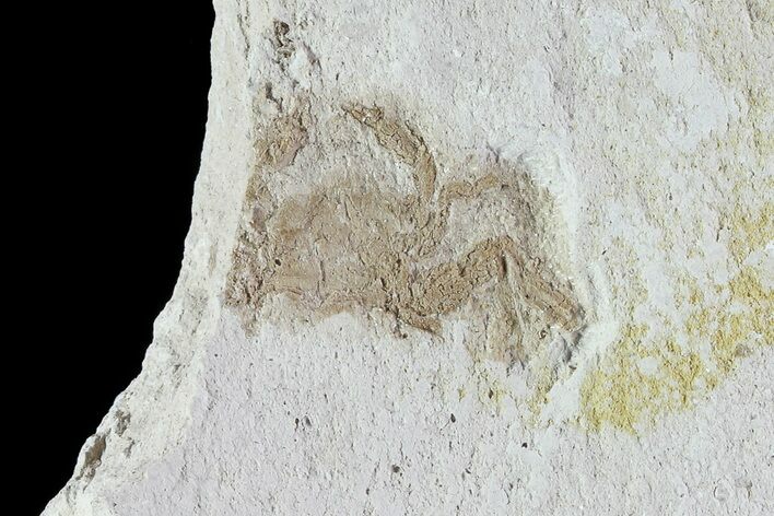 Fossil Pea Crab (Pinnixa) From California - Miocene #74476